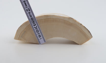 Natural mammoth tusk piece