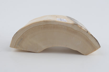 Natural mammoth tusk piece