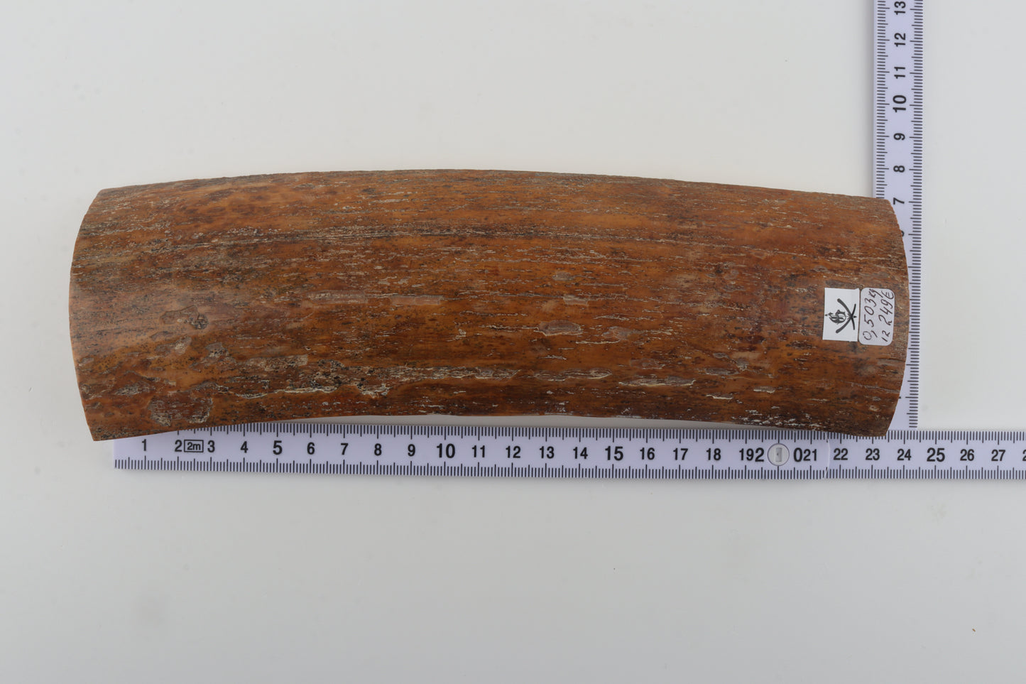 Caramel mammoth bark