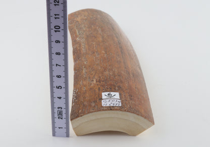 Caramel mammoth bark