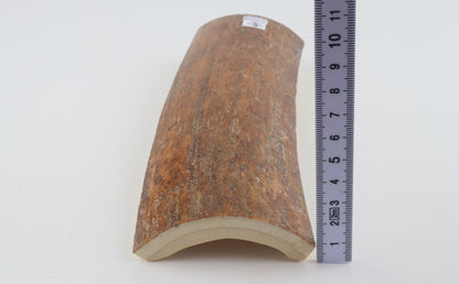 Caramel mammoth bark