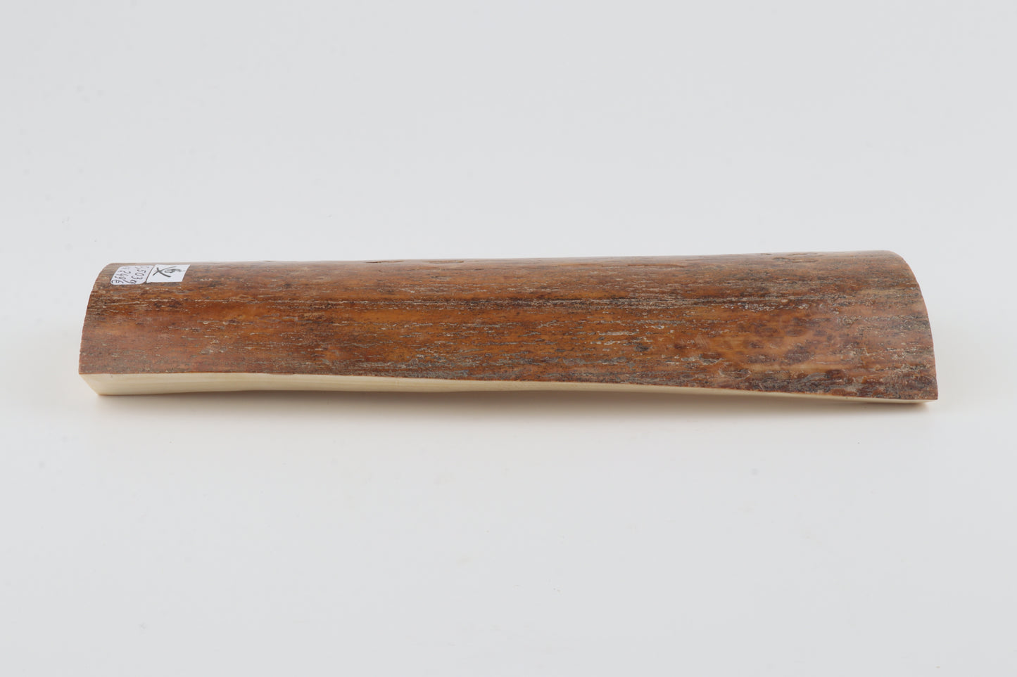 Caramel mammoth bark