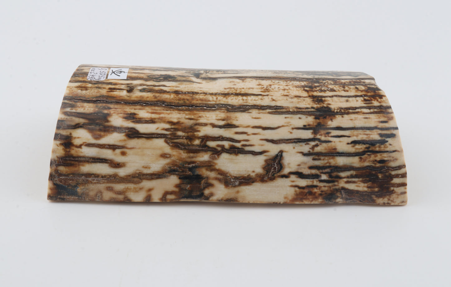 Natural woolly mammoth bark