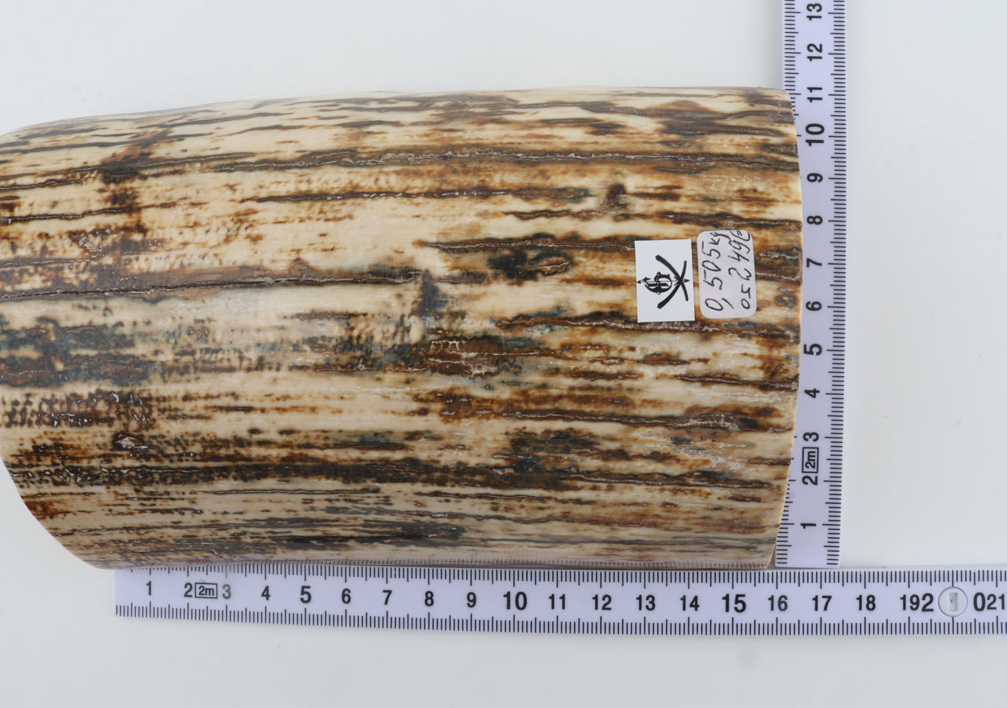 Natural woolly mammoth bark