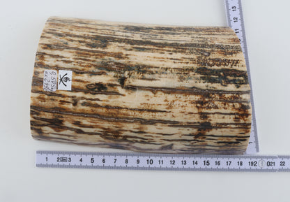 Natural woolly mammoth bark