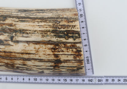 Natural woolly mammoth bark