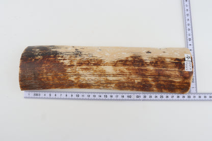 Brown-creme mammoth bark