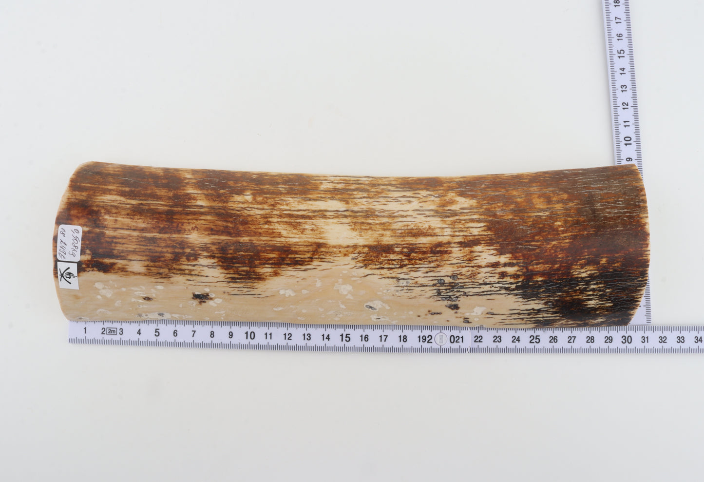 Brown-creme mammoth bark