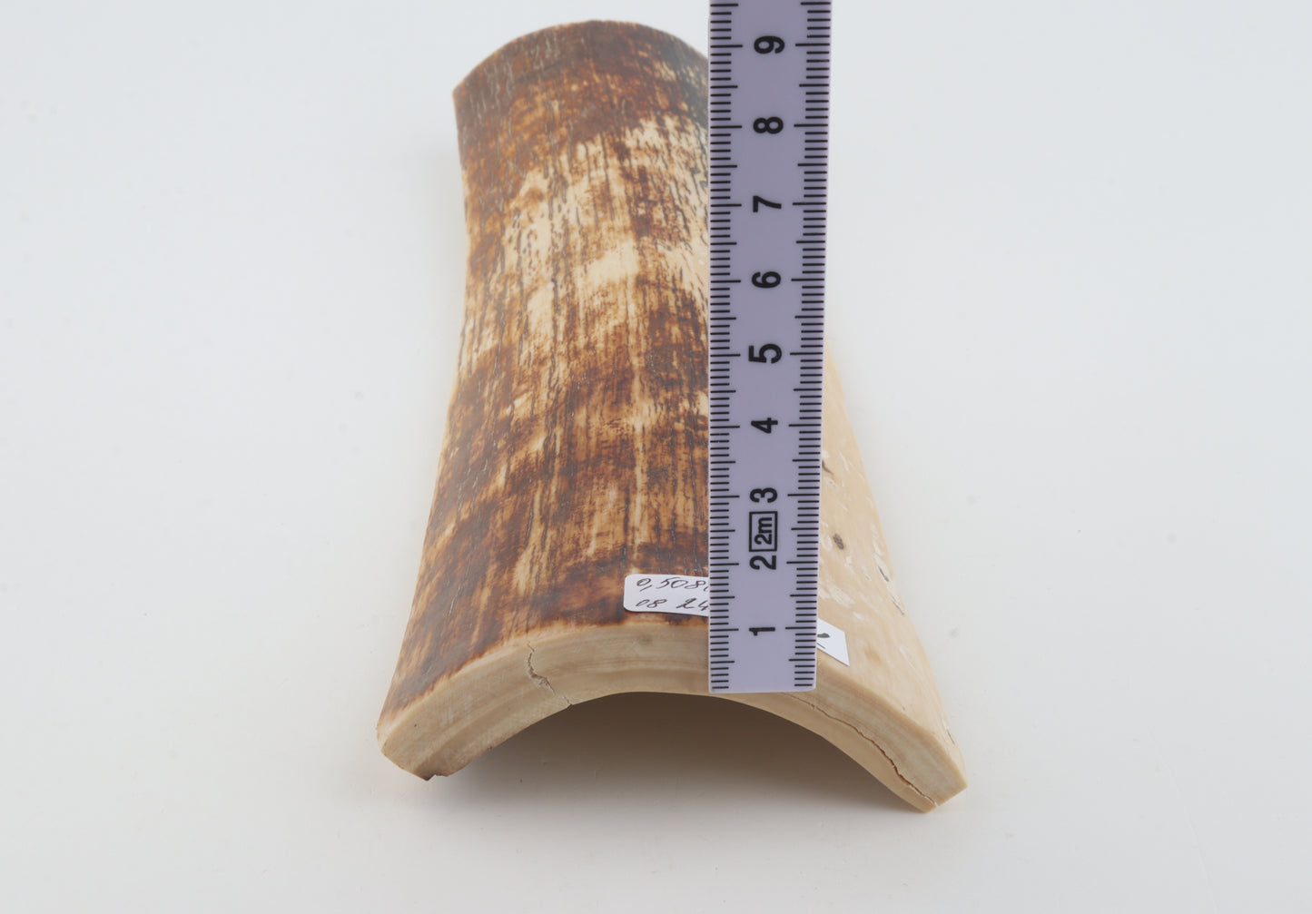 Brown-creme mammoth bark