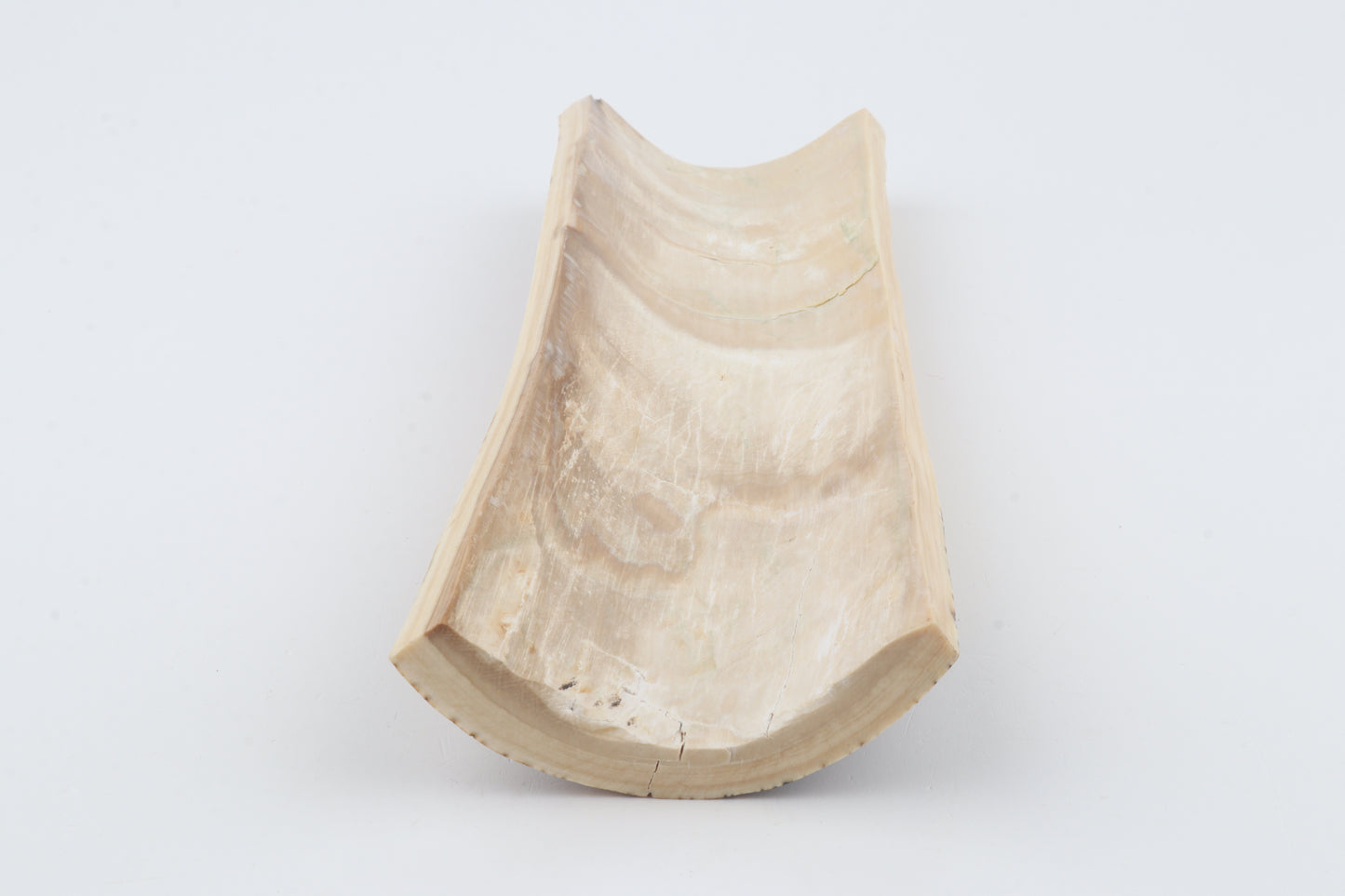 Brown-creme mammoth bark