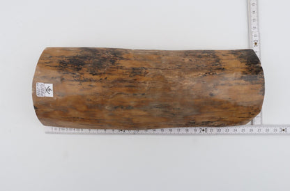 Beige mammoth bark