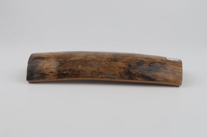 Beige mammoth bark