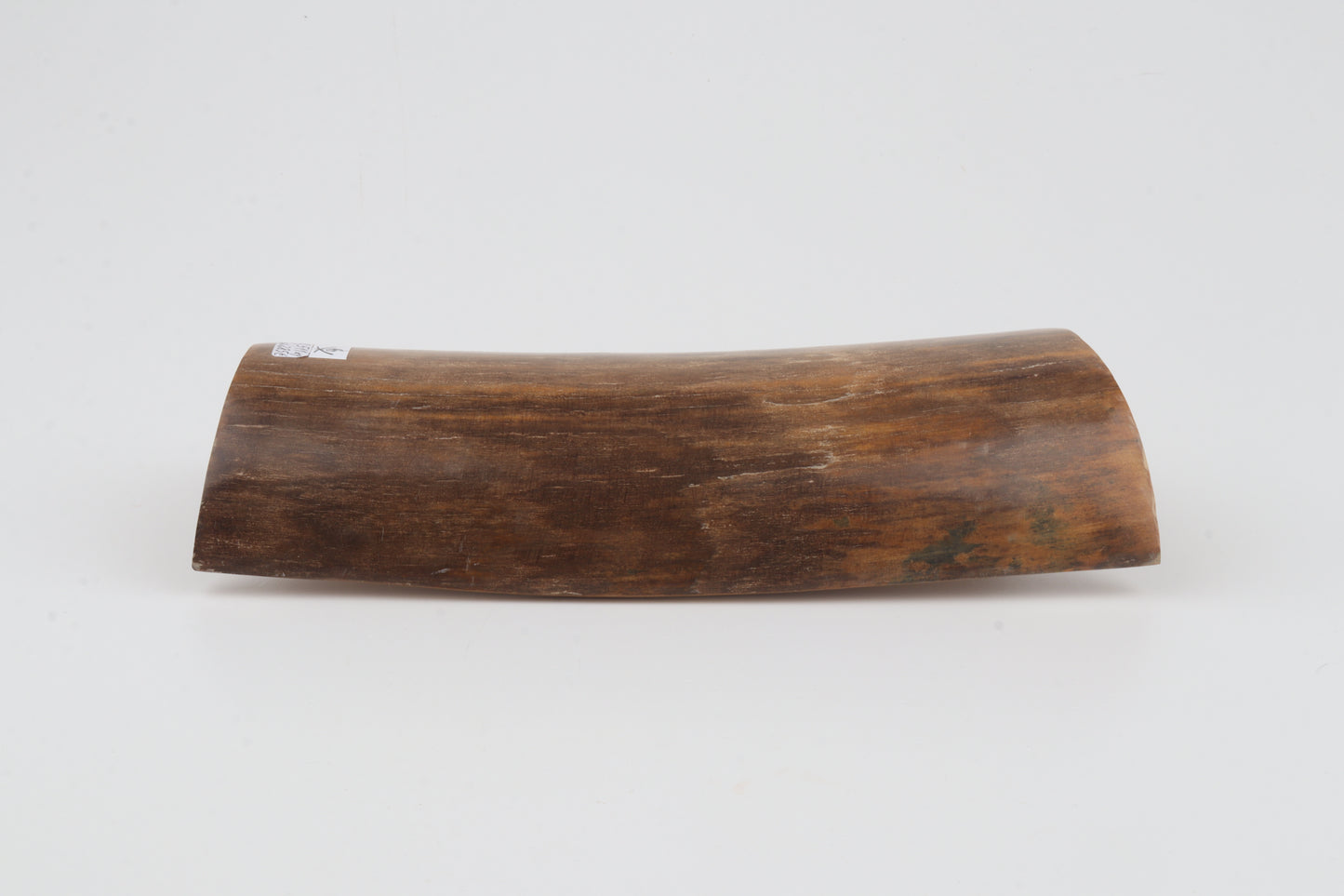 Brown mammoth bark