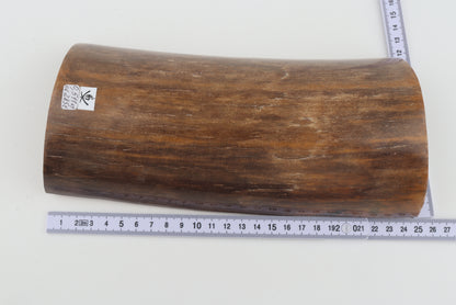 Brown mammoth bark