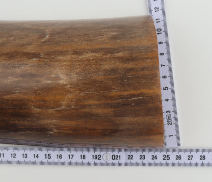 Brown mammoth bark