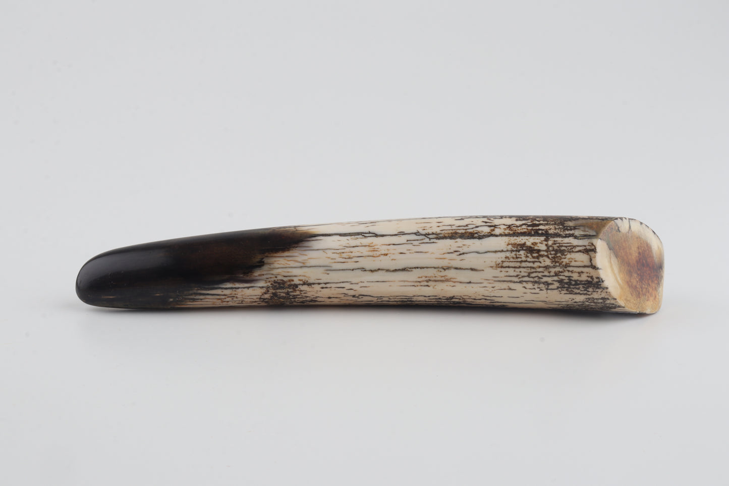 Restored woolly mammoth tusk tip