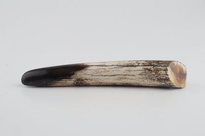 Restored woolly mammoth tusk tip