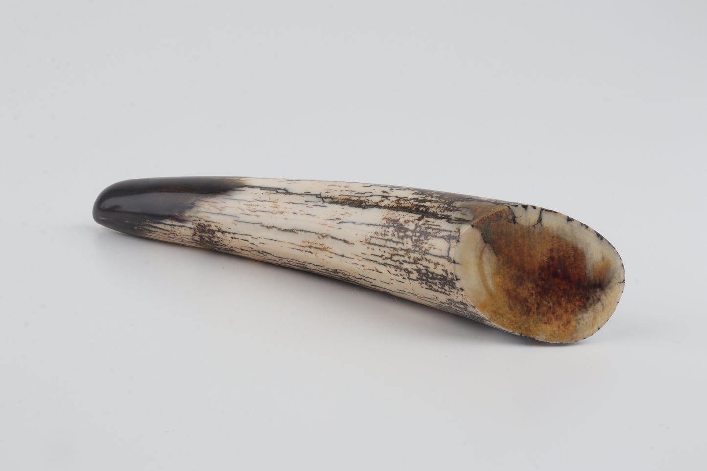 Restored woolly mammoth tusk tip