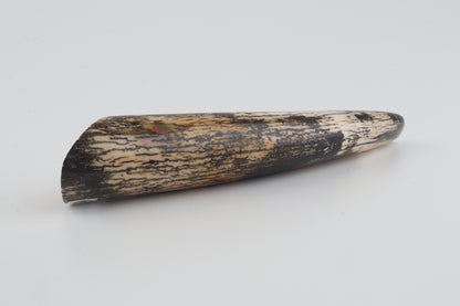 Restored woolly mammoth tusk tip