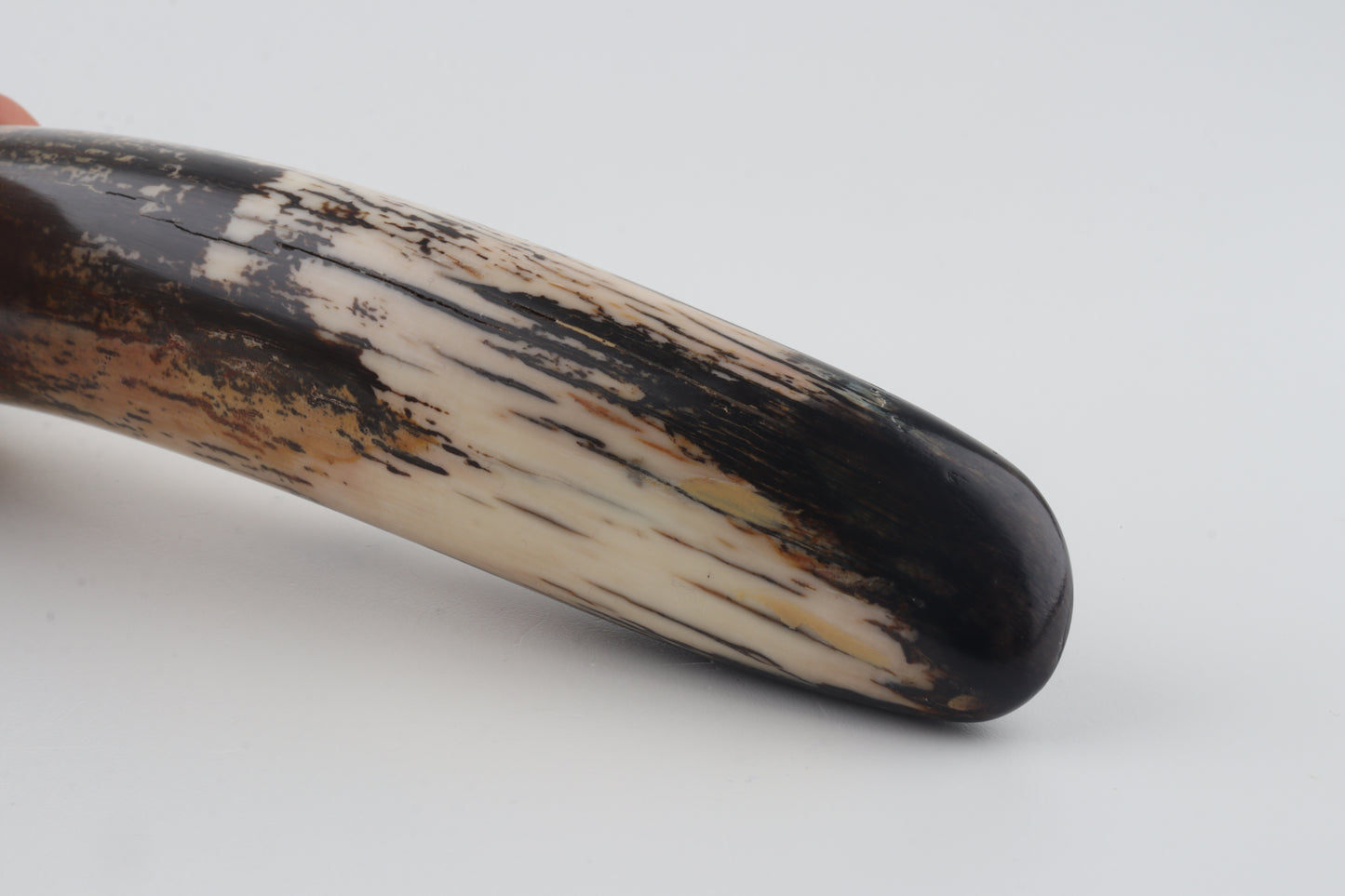 Restored woolly mammoth tusk tip