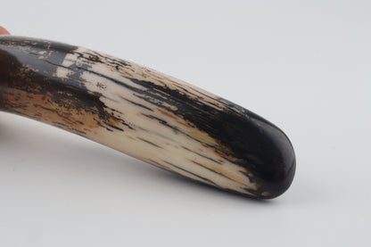 Restored woolly mammoth tusk tip