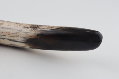 Restored woolly mammoth tusk tip