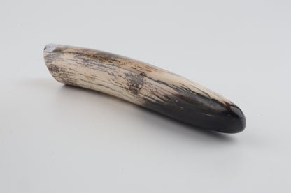 Restored woolly mammoth tusk tip