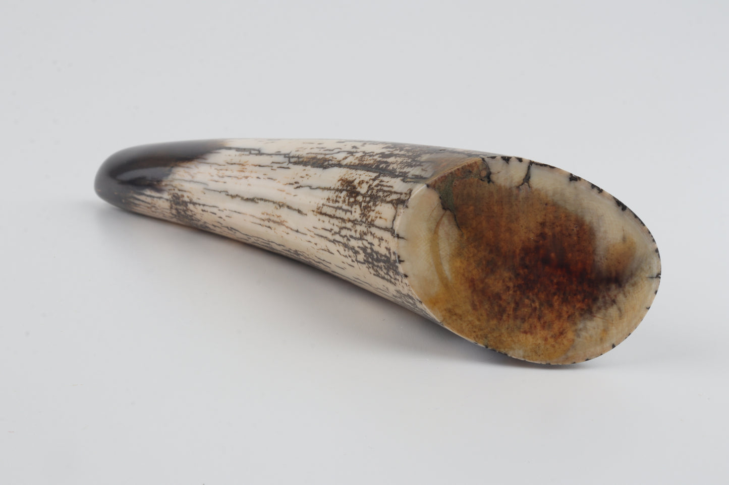 Restored woolly mammoth tusk tip
