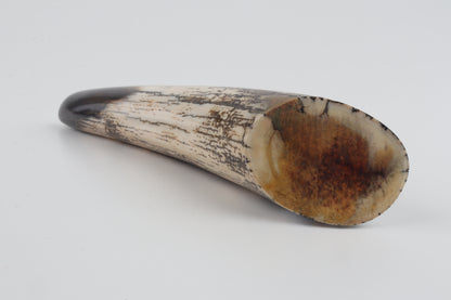 Restored woolly mammoth tusk tip