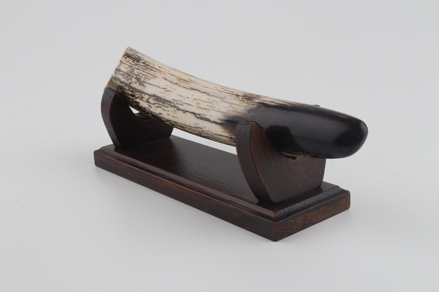 Restored woolly mammoth tusk tip