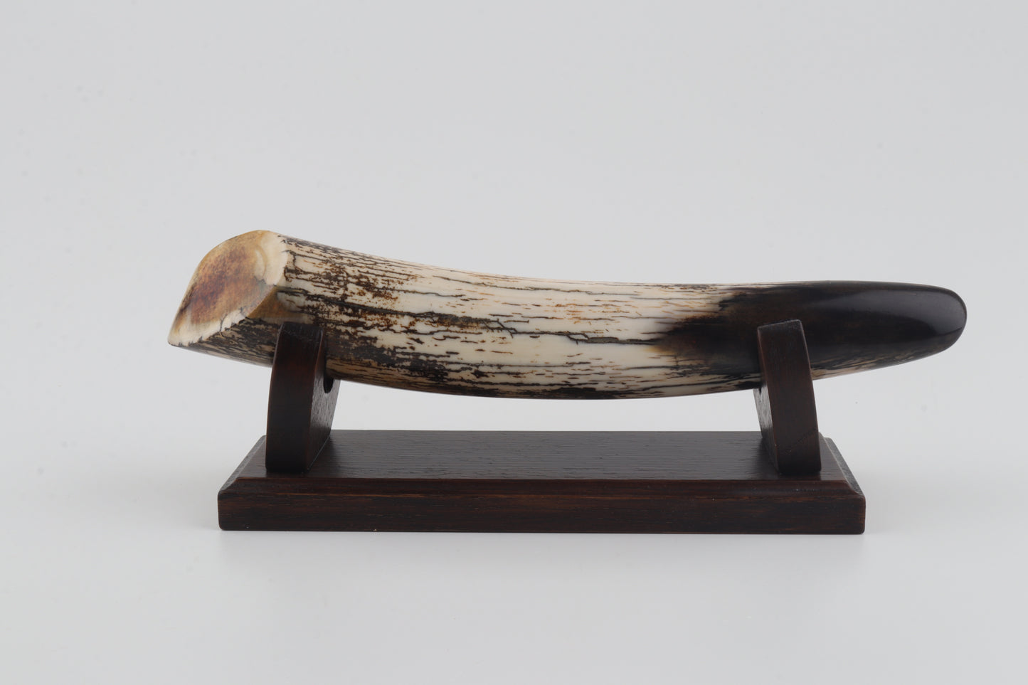 Restored woolly mammoth tusk tip