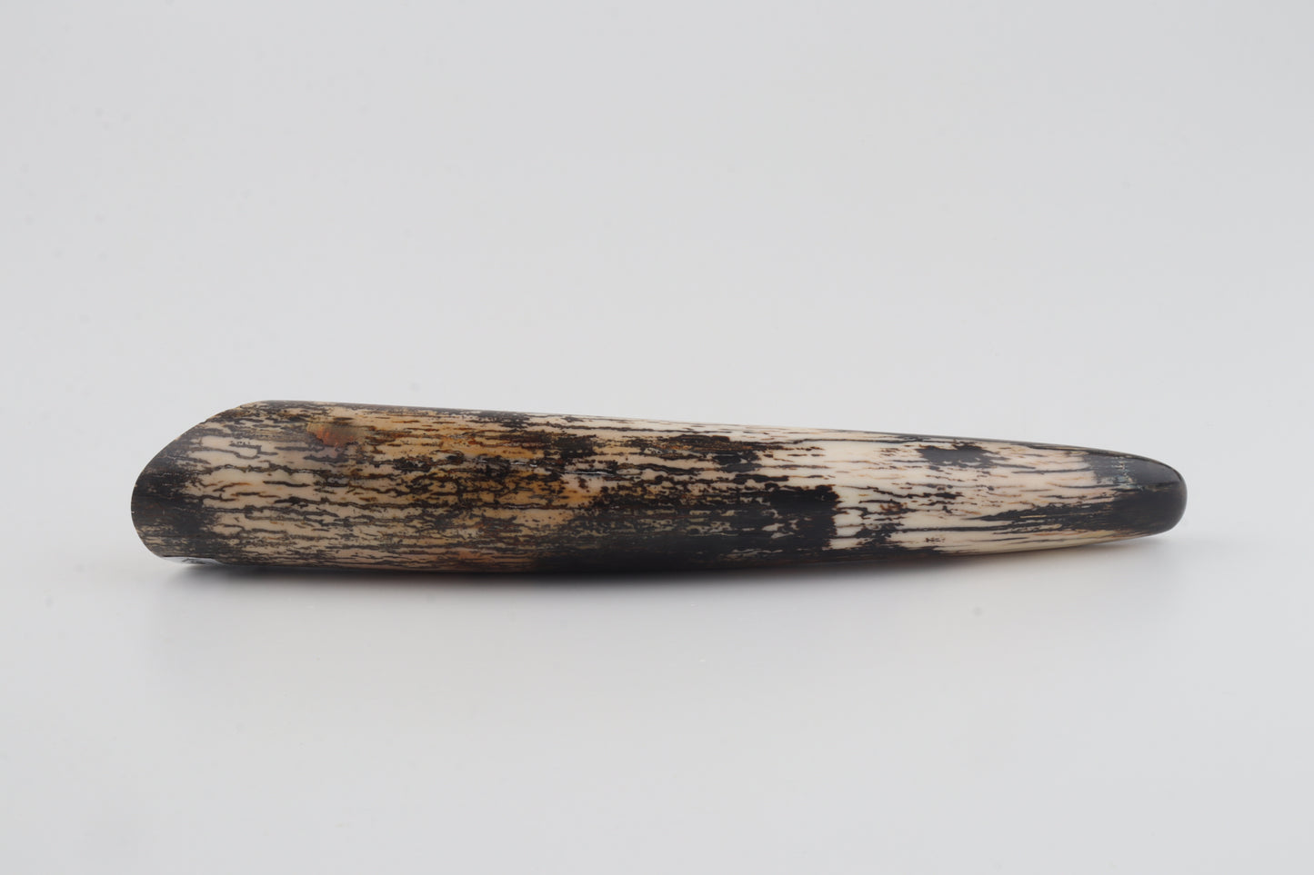 Restored woolly mammoth tusk tip