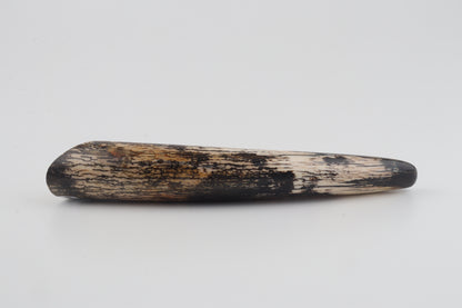 Restored woolly mammoth tusk tip