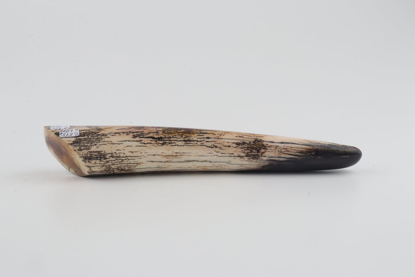 Restored woolly mammoth tusk tip