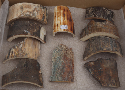 Raw mammoth bark pieces