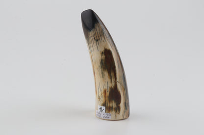 Restored woolly mammoth tusk tip