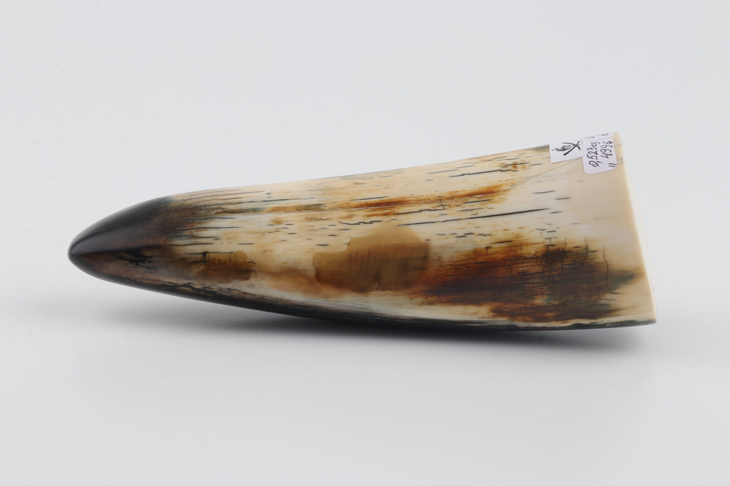 Restored woolly mammoth tusk tip