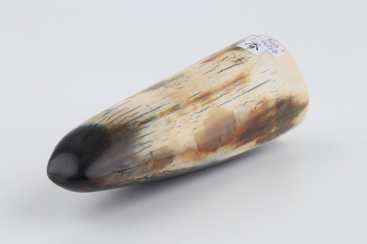 Restored woolly mammoth tusk tip
