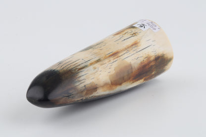 Restored woolly mammoth tusk tip