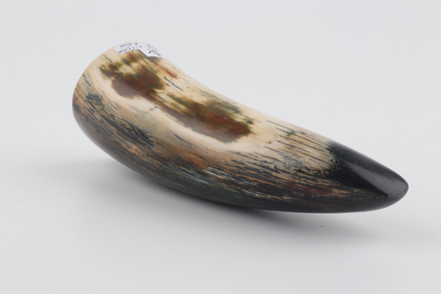 Restored woolly mammoth tusk tip