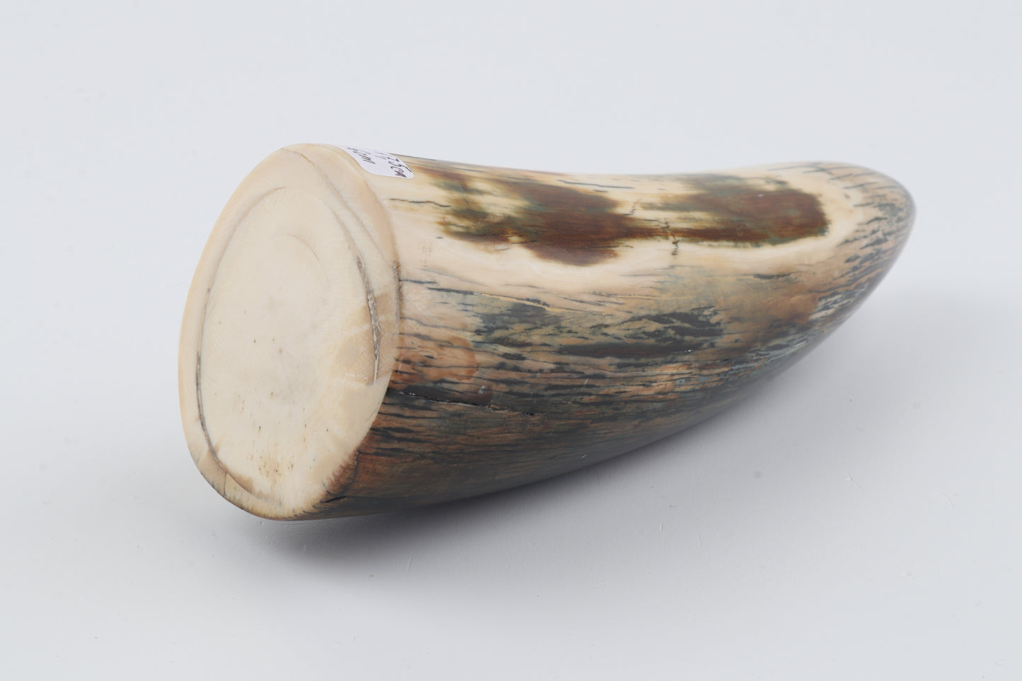 Restored woolly mammoth tusk tip