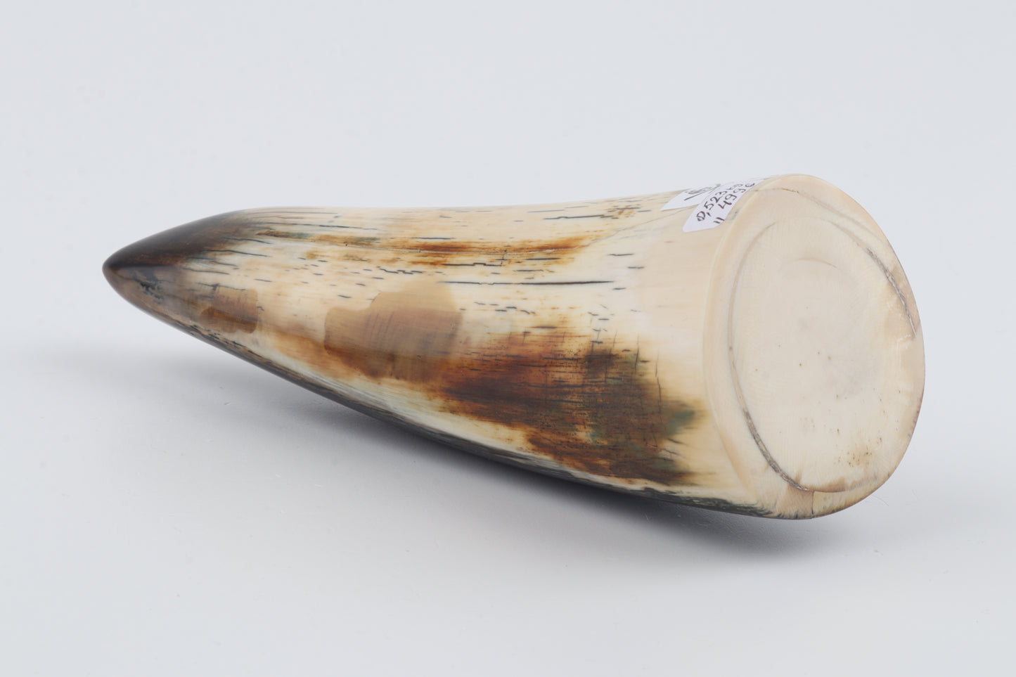 Restored woolly mammoth tusk tip