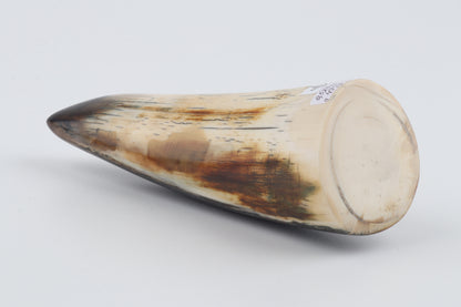 Restored woolly mammoth tusk tip
