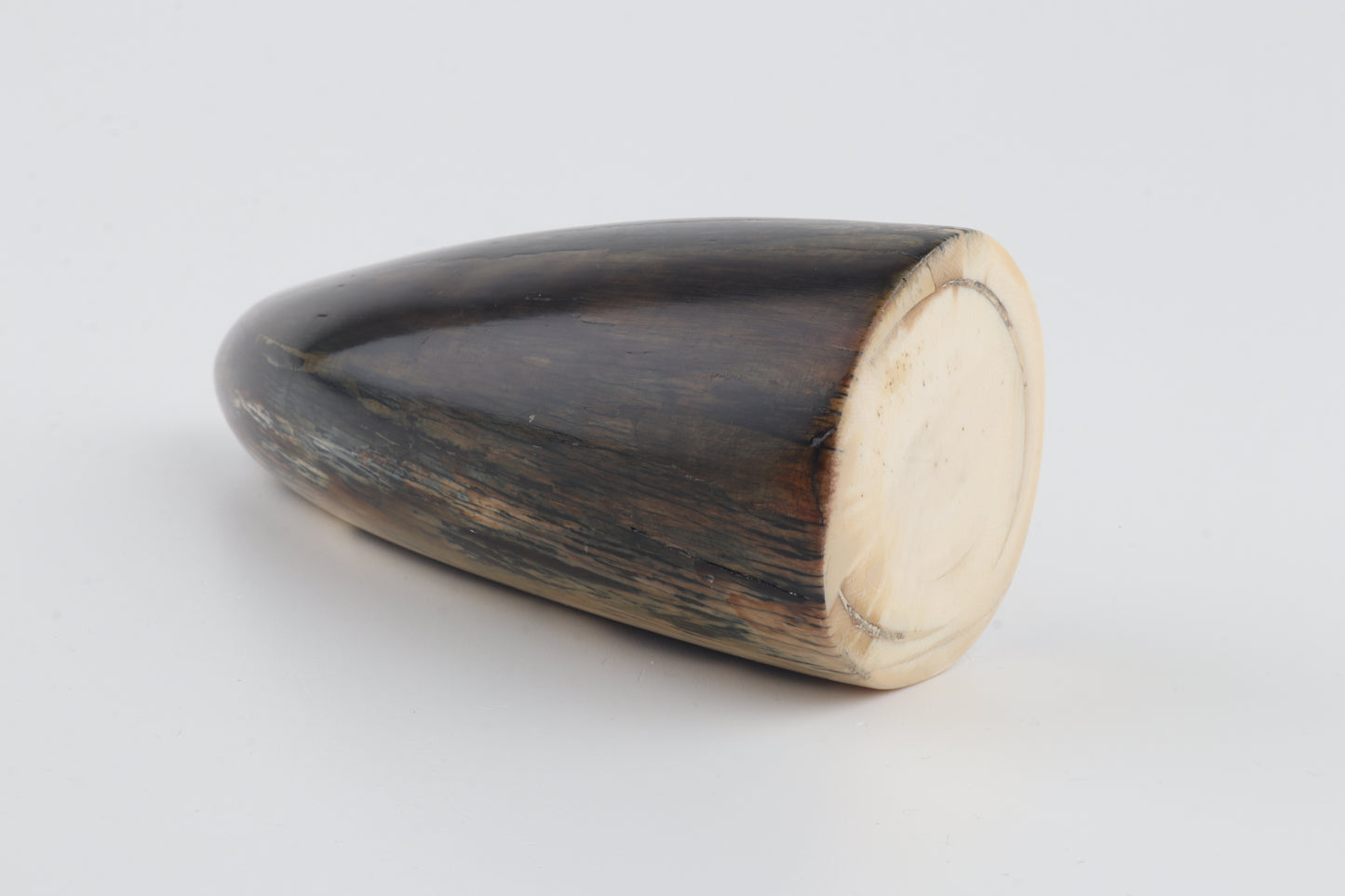 Restored woolly mammoth tusk tip