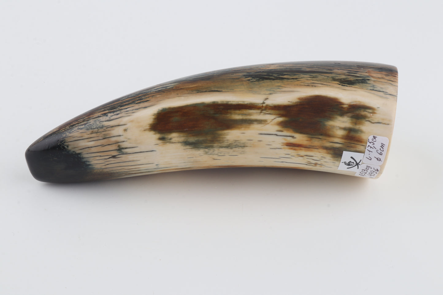 Restored woolly mammoth tusk tip