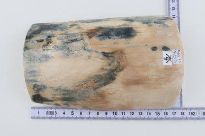 White-blue mammoth bark