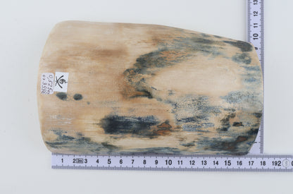 White-blue mammoth bark