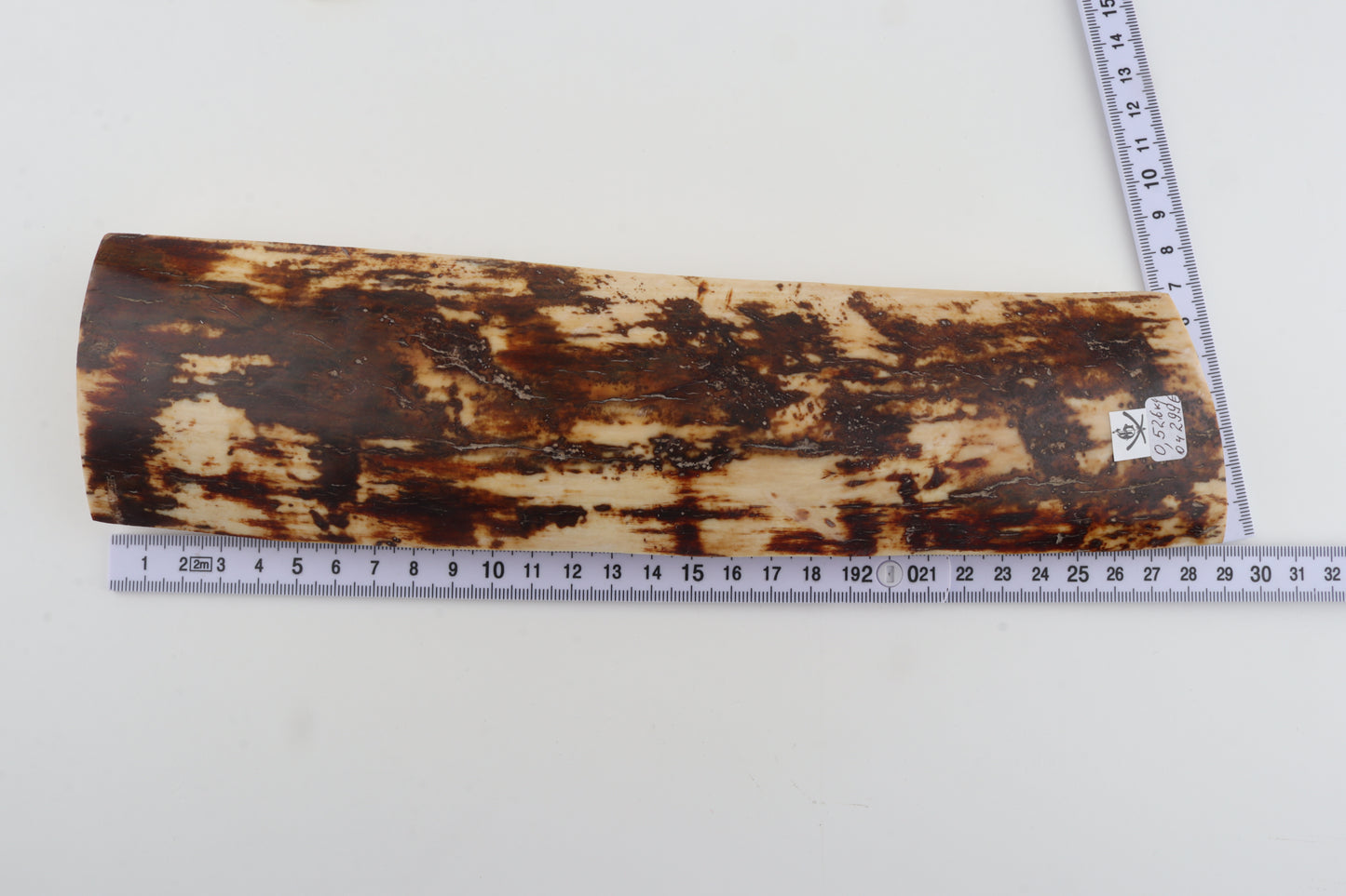 White-brown mammoth bark