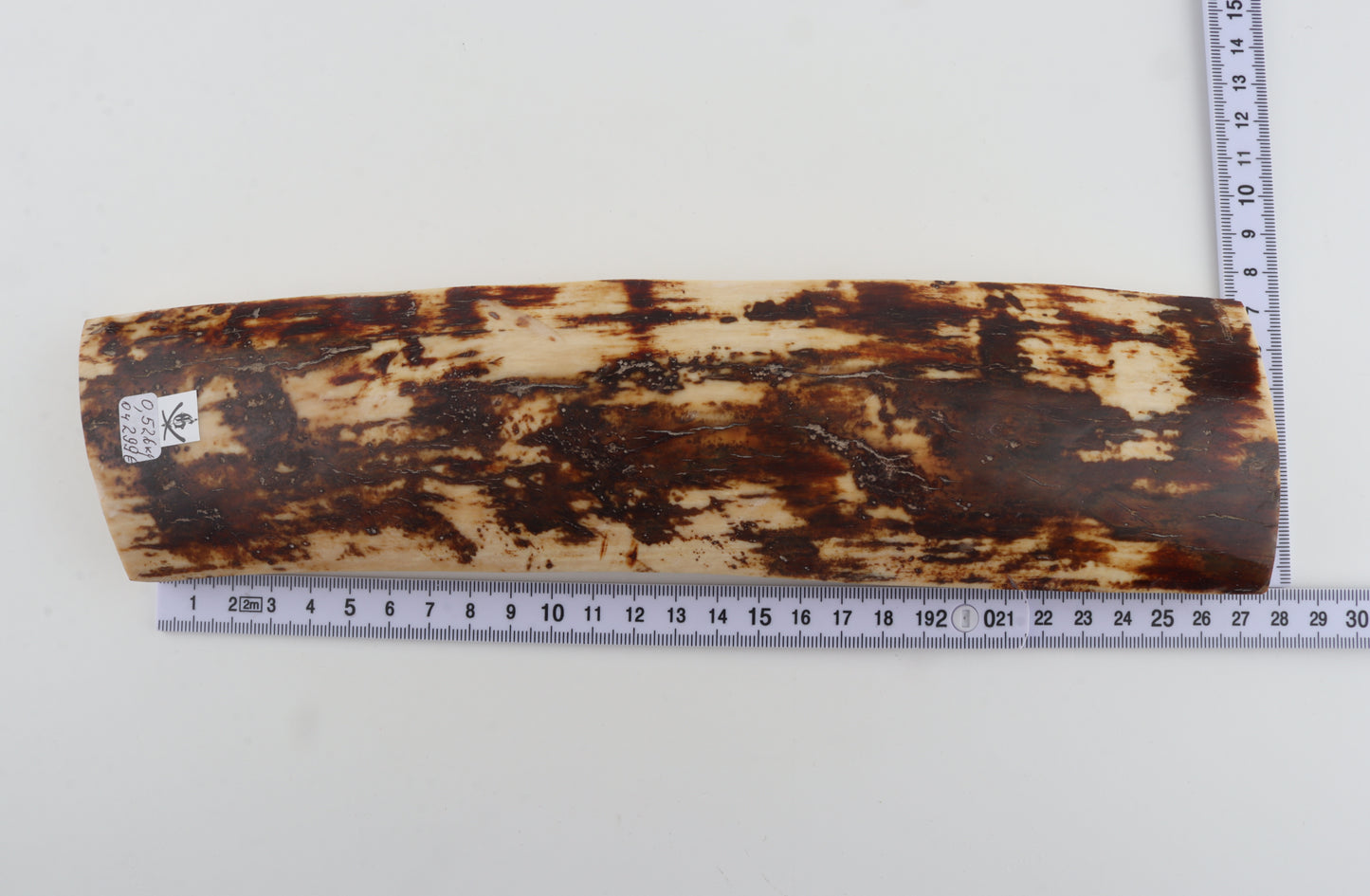 White-brown mammoth bark