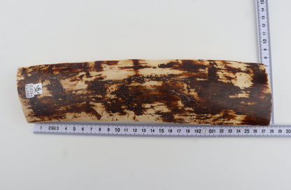 White-brown mammoth bark